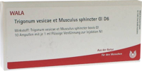 TRIGONUM vesicae et Musculus sphincter GL D 6 Amp.