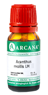 ACANTHUS mollis LM 30 Dilution