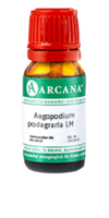 AEGOPODIUM podagraria LM 27 Dilution