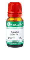 AESCULUS GLABRA LM 2 Dilution