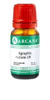 AGRAPHIS NUTANS LM 7 Dilution