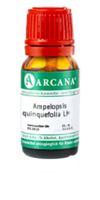 AMPELOPSIS quinquefolia LM 3 Dilution