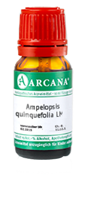 AMPELOPSIS quinquefolia LM 7 Dilution